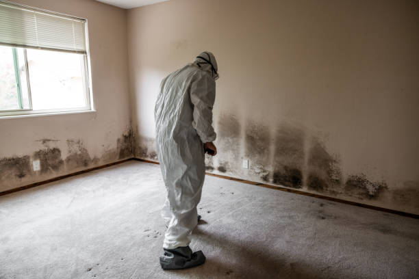 Mold Documentation for Insurance Claims