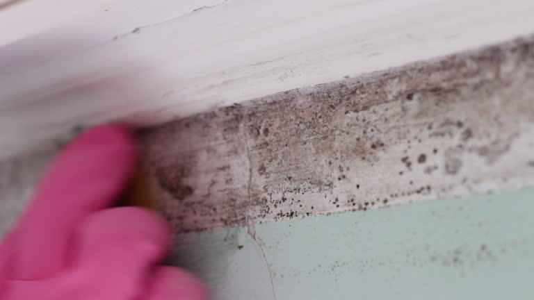 Best Forensic Mold Investigation  in Charleston, IL